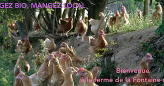 bandeau poulets