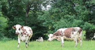 vallee-de-la-sarthe-produit-locaux-bodart-vaches