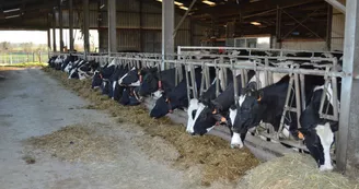 Ferme Lait'loges vaches