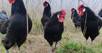 Poules noires