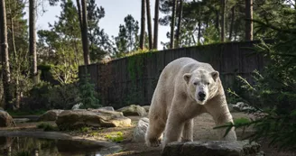 2011010-ZOO DE LA FLECHE PDV Ours polaire_TAIKO©waoh-20