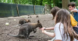 Spaycific' Zoo- Enclos des Wallaby