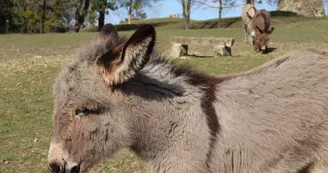 Ânon du parc animalier de Bourg-le-Roi 