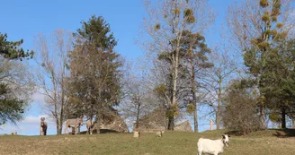 Animaux du parc animalier de Bourg-le-Roi 