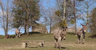 Ânes du parc animalier de Bourg-le-Roi 