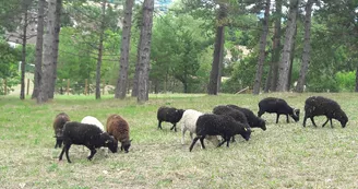 Moutons du parc animalier de Bourg-le-Roi 