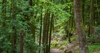 Forêt domaniale de Sillé 