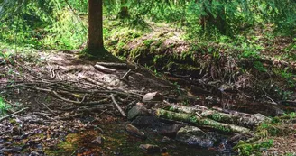 Forêt domaniale de Sillé 