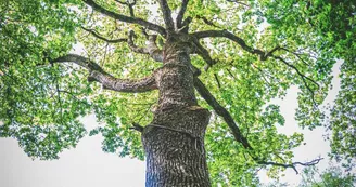 Forêt domaniale de Sillé 