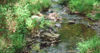 Forêt domaniale de Sillé 