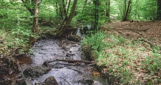 Forêt domaniale de Sillé