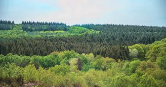 Forêt domaniale de Sillé 