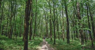 Forêt domaniale de Sillé