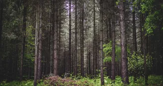 Forêt domaniale de Sillé 