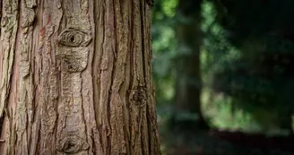 Forêt domaniale de Sillé 