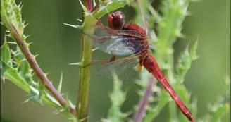 Sympetrum-rouge-sang-1800x1200-2-2