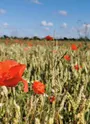 Champ de blé avec des coquelicots