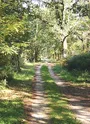 Chemin du circuit dans la forêt de la Lande