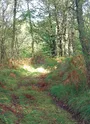 Chemin dans la forêt de St-Léger