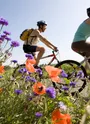 Balade à vélo dans le vignoble