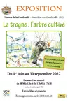 Exposition : La trogne, l'arbre cultivé