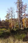 Forêt domaniale de Dreuille