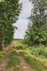 Forêt domaniale de Lespinasse