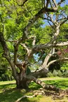 Parcours de l'arbre