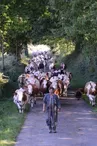 ferme-de-la-fouardière-sainte-gemmes-d'andigné-49-deg-photo1