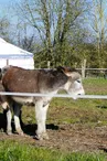 yourte-amelâne-ferme-asinerie-chemillé-la-jumellière