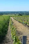 randonnee-vignes-moulins-mesnil-en-vallee (7)