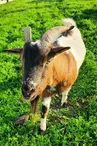 La Ferme des Marronniers