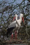 Le Marais aux Oiseaux