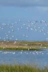 Réserve naturelle de Moëze-Oléron