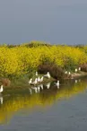 Réserve Naturelle Nationale de Lilleau des Niges