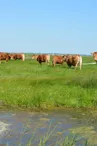 Marais de Brouage