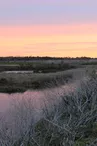 Plantes des marais par La Ferme des Baleines