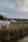 Centre Equestre - Les Cavaliers d'Oléron