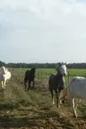 Stage et leçons d'équitation par le haras des evières