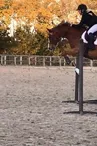 Cours d'équitation (shetland, poney, cheval) aux écuries de Loix