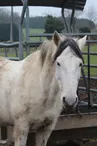 Ferme équestre du Domaine des Limousines