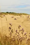 Plage de la Salée