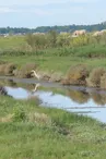 Marais de Brouage à vélo