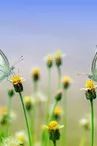 Fête de la nature à Blanzaguet