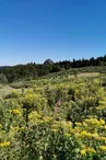 Flore faune et forêt en Vallée du Pradal