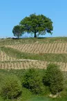 Domaine de la Côte Ste Epine