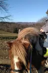 Balade à Poney au centre équestre d'Antoulin