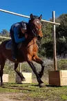 Equitation - Ferme équestre Le Foussac