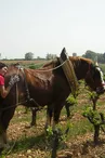 Mas de Libian wine cellar