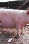 Venez découvrir nos animaux de la ferme !